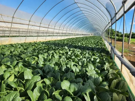 Trồng Rau trong Nhà kính là gì? Tạo ra môi trường được kiểm soát