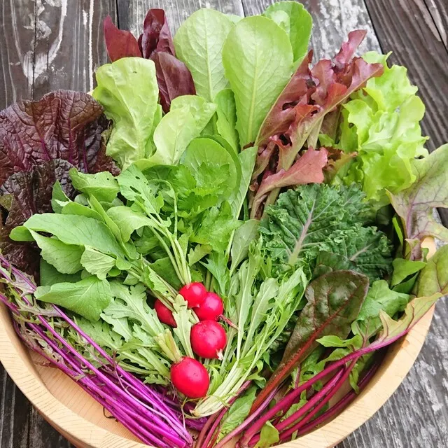 Định nghĩa cơ bản: Rau Sạch (An toàn) vs. Rau Hữu cơ