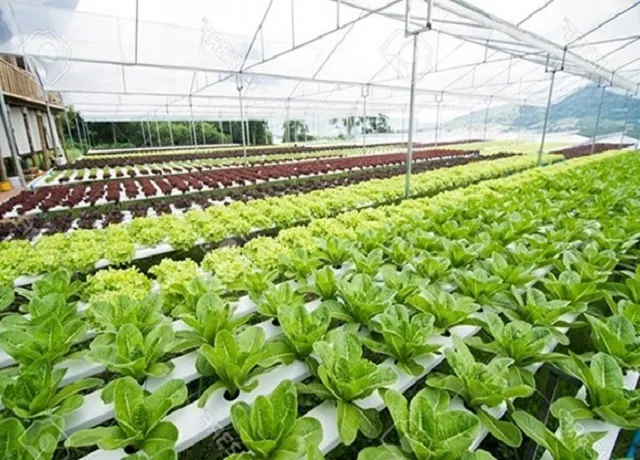 Lợi ích đối với Môi trường và Cộng đồng