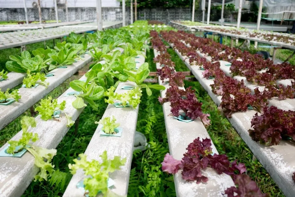 Rau Sạch (An toàn) và Rau Hữu cơ: Hai cấp độ An toàn, các Phương pháp đặc trưng