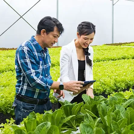 "Rau sạch giá sỉ": Hiểu đúng về Chất lượng khi mua Số lượng lớn