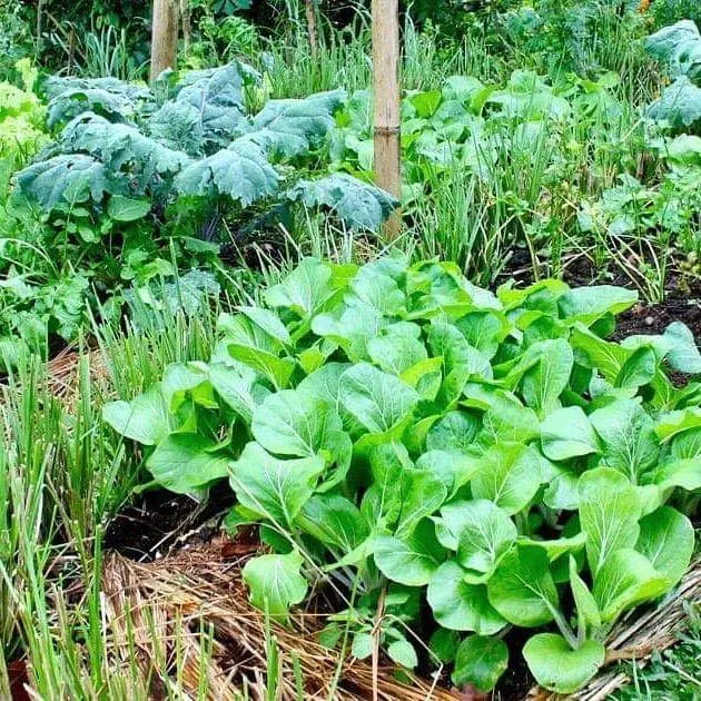 "Rau sạch nên ăn mỗi ngày" - Đầu tư cho sức khỏe Bền vững