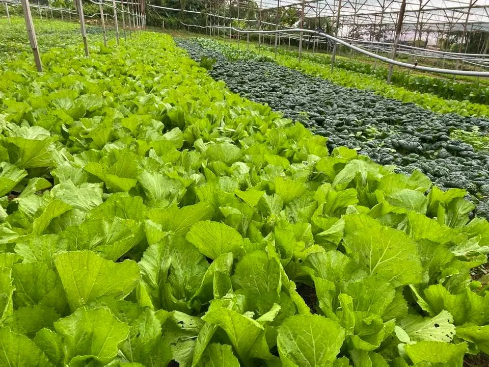 "Trồng rau sạch bằng phân hữu cơ" - Lựa chọn Thông minh cho Sức khỏe và Môi trường