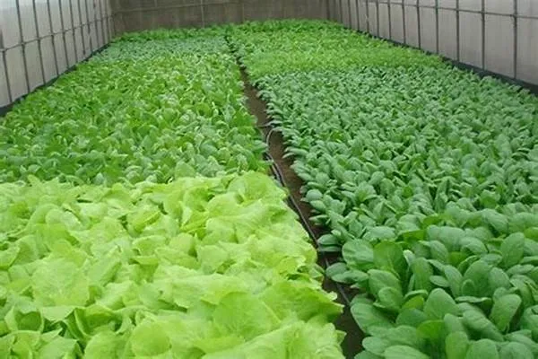 "Rau sạch trồng bằng phương pháp nào" - Quy trình Khác biệt, Chất lượng Đáng tin cậy!