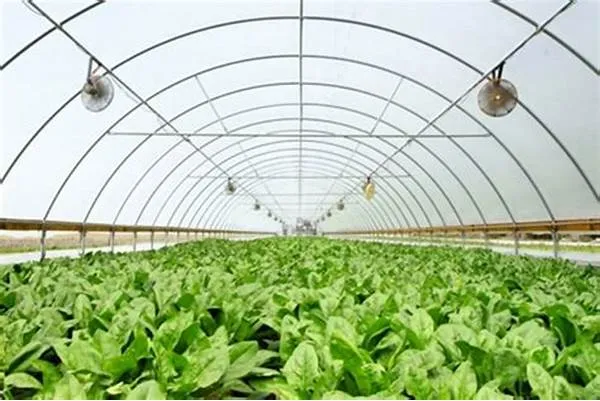 Phương pháp canh tác bên trong Nhà kính: Đất hay Thủy canh?