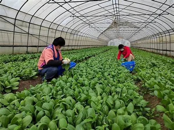 "Mô hình trồng rau sạch hiệu quả" - Đa dạng Lựa chọn cho An toàn và Phát triển