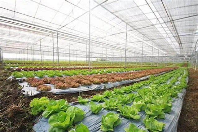 "Địa chỉ mua rau sạch uy tín": Tại sao cần phải tìm đúng nơi?