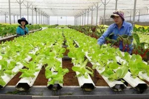 Kiểm định rau sạch