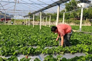 Rau sạch và bảo vệ môi trường