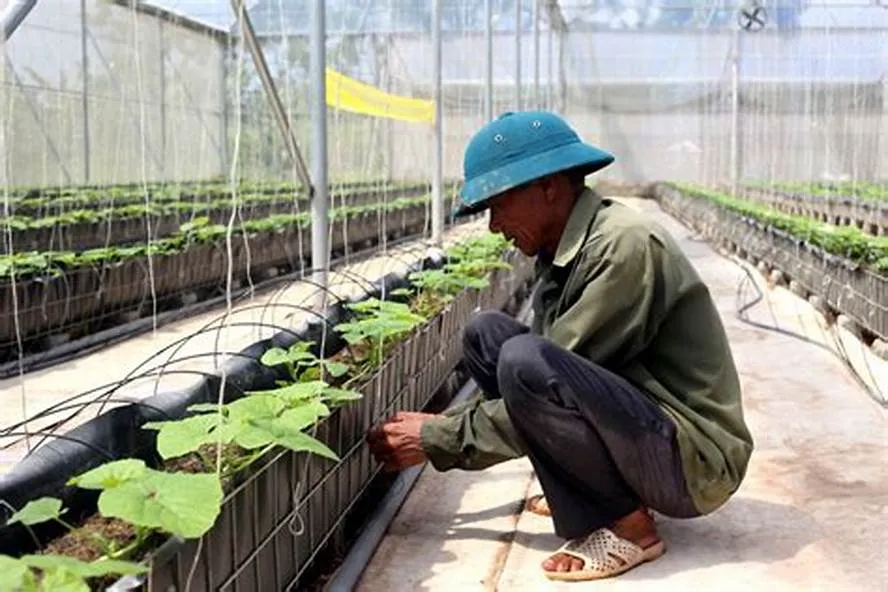 Nông nghiệp truyền thống: Những "Dấu chân" tiêu cực lên Môi trường