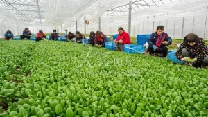 Rau sạch không dùng thuốc trừ sâu