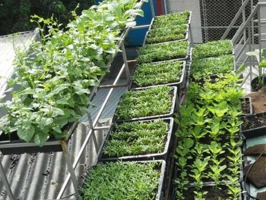 "Rau Sạch tại TP.HCM": Nhu cầu cấp thiết giữa thị trường đa dạng