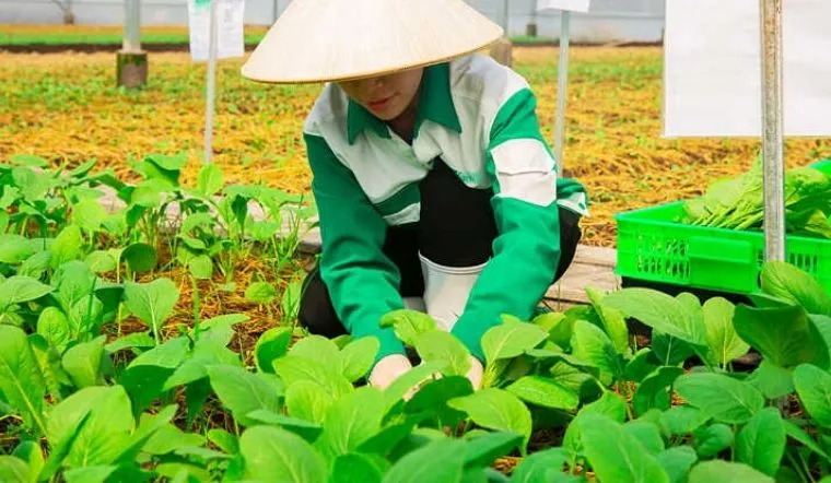 Mua "Rau sạch Organic" ở đâu Uy tín tại Việt Nam?