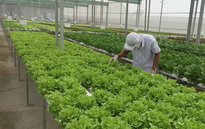 Ai là người thực hiện "Kiểm định rau sạch"?