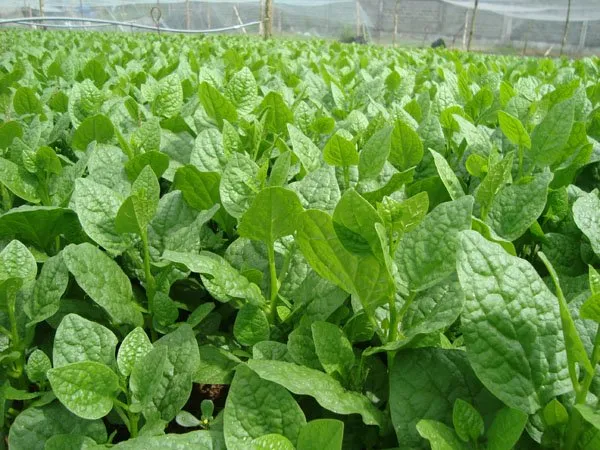 Vì sao chọn "Rau phù hợp mùa hè" lại giúp rau "Sạch" hơn?