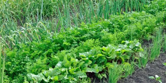 Vì sao "Rau sạch nên ăn mỗi ngày" là Lời khuyên Vàng cho Sức khỏe?