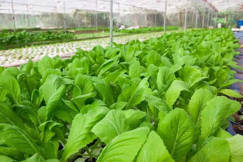Lợi ích Toàn diện của việc "Trồng rau sạch bằng phân hữu cơ"
