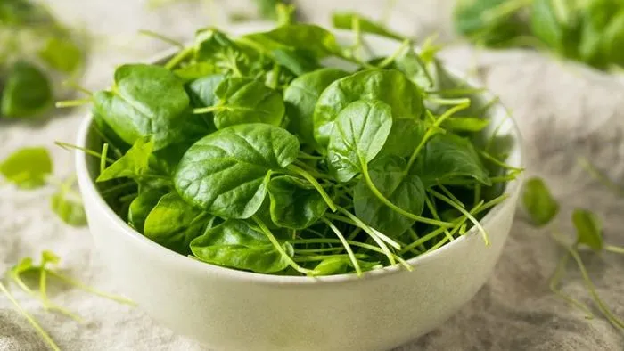 "Rau sạch cho bà bầu" - Đầu tư Quan trọng nhất cho Sức khỏe Tương lai