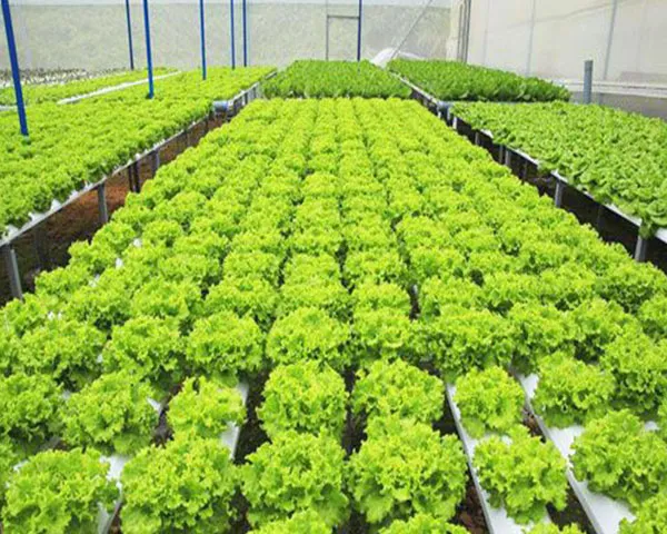 "Rau sạch Đà Lạt": Danh tiếng từ đâu mà có?