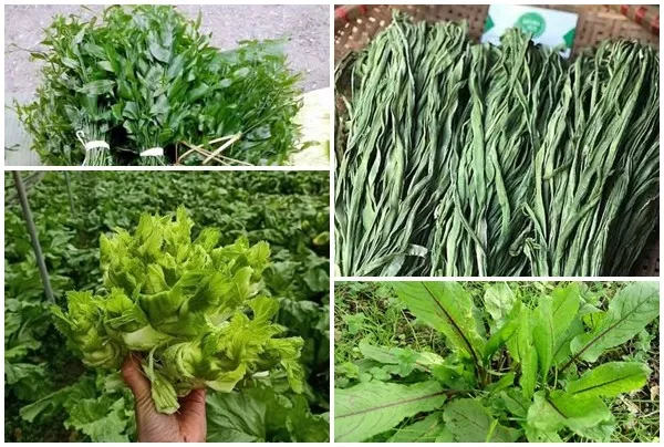 Rau Sạch và Rau Bẩn: Khác biệt cốt lõi nằm ở Quy trình Sản xuất!