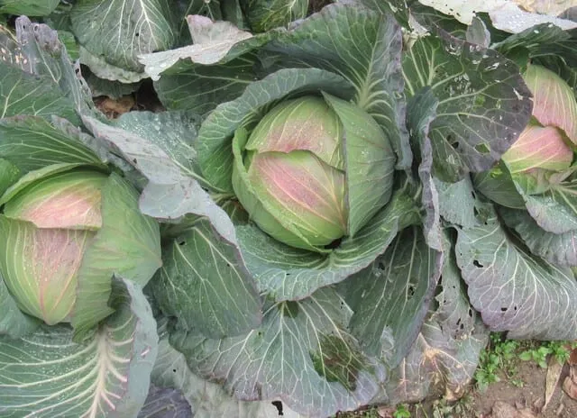 Chăm sóc "Rau sạch phù hợp mùa đông" tại nhà: Bảo vệ khỏi rét và ẩm