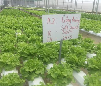 Bông Hồng Sồi Xanh