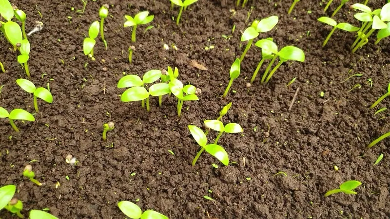 Chọn Giống rau và Ươm hạt/Trồng cây con