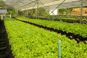 Trồng rau sạch bằng phân hữu cơ