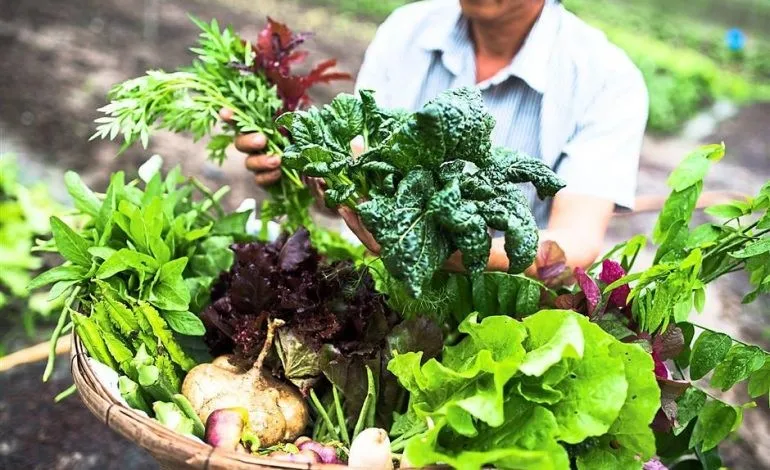 "Rau sạch Organic": Khác biệt cốt lõi từ triết lý canh tác