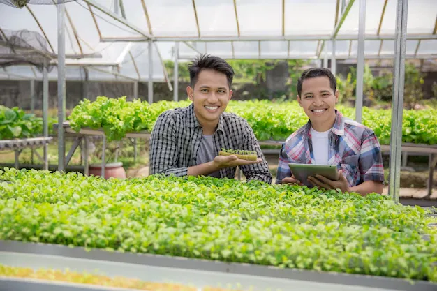 Yếu tố nào ảnh hưởng đến "Giá Sỉ" của Rau Sạch?