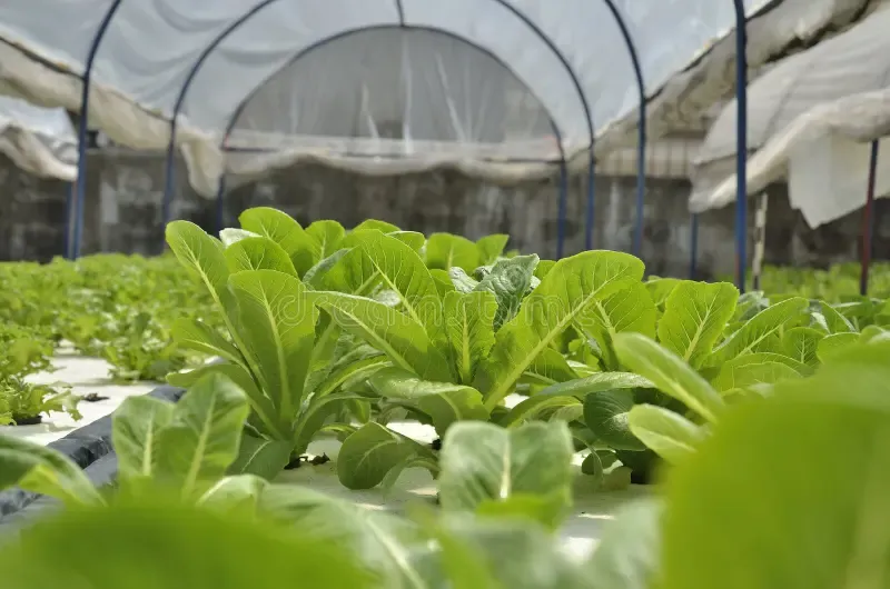 Công nghệ trồng rau sạch hiện đại: Nền tảng cho sản xuất an toàn và hiệu quả