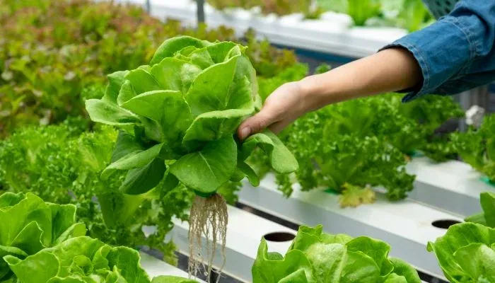 Rau Thủy canh là gì? Phương pháp trồng không cần đất