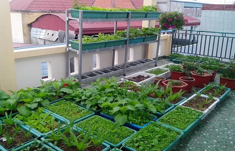 Tại sao nên trồng Rau Sạch tại nhà?