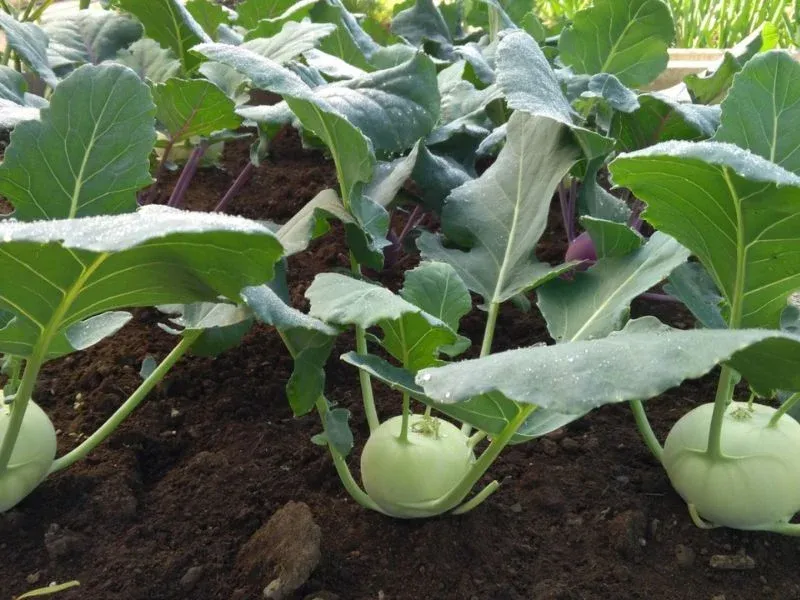 Vì sao chọn "Rau phù hợp mùa đông" lại giúp rau "Sạch" và ngon hơn?