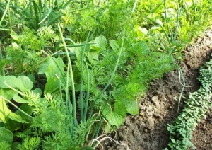 Rau sạch nên ăn mỗi ngày