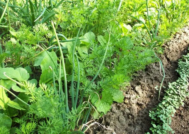 "Rau sạch phù hợp mùa đông" - Ấm áp, bổ dưỡng và an toàn cho cả nhà