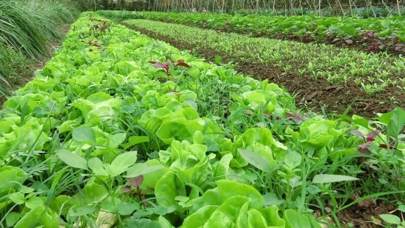 "Rau sạch không thuốc" đáng tin cậy nhất là Rau Hữu cơ có Chứng nhận