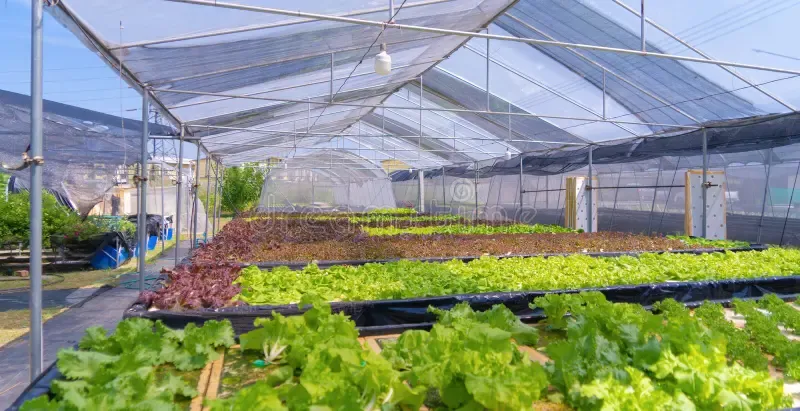 "Công nghệ trồng rau sạch hiện đại" - Con đường tất yếu cho Nông nghiệp An toàn và Bền vững