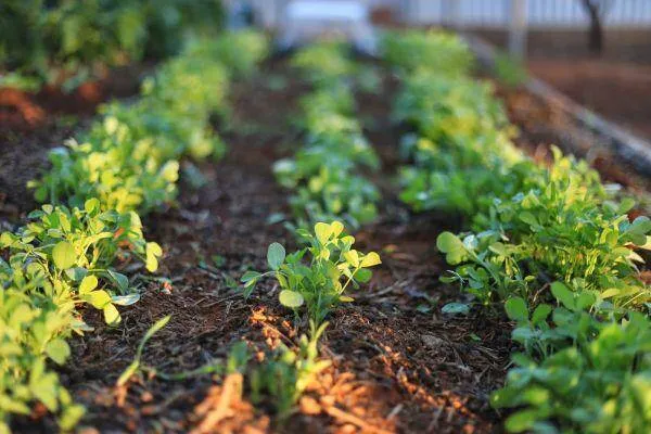 Khởi đầu Hành trình: "Rau sạch" tại Trang trại