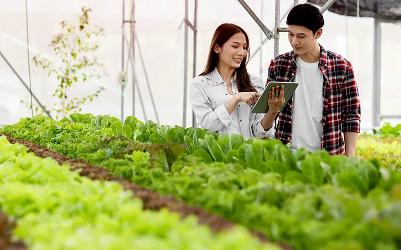 "Rau sạch giá sỉ" - Chất lượng đi đôi với Niềm tin và Hợp đồng