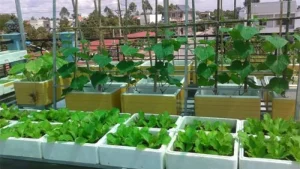 Trồng rau sạch bằng thùng xốp