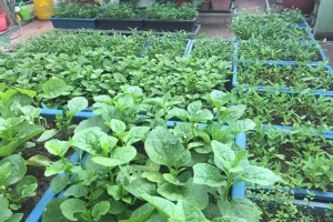 Rau sạch phù hợp mùa hè