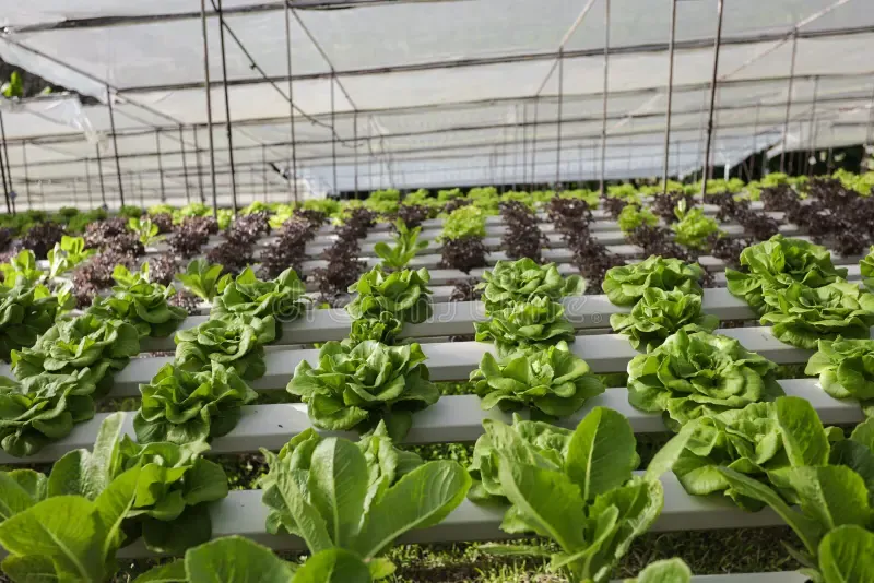 Tại sao "Rau sạch không dùng thuốc trừ sâu" (Hữu cơ) lại quan trọng cho Sức khỏe và Môi trường?