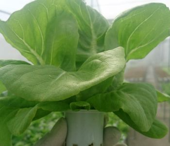 Xà Lách Bông Hồng