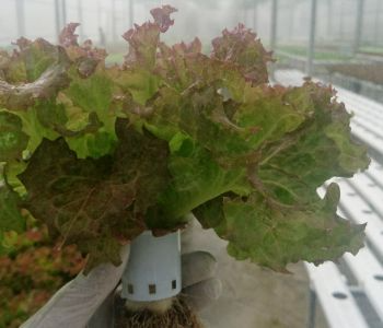 Xà Lách LoLo Đỏ